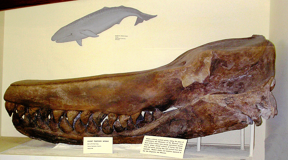 A Fossil Sperm Whale From The Vicinity Of Santa Barbara, California